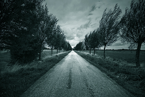 ../../../_images/trees_perspective.png